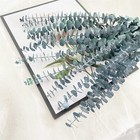 10 Pack Natural Dried Eucalyptus Bundle17 Inch 45cm Preserved Fresh Eucalyptu   