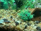 20 Blue Ramshorn Live Snails Freshwater Aquarium Pond Snail