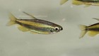 Phenacogrammus Auranticus - Congo Lamp Eye Tetra