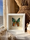 Real Sunset Moth Taxidermy 5x5 White Shadow Box Frame