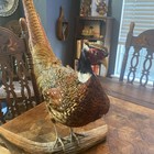 Taxidermy Full Body Standing Male Ring-necked Pheasant Mount 