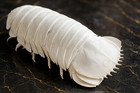 Museum-quality Bathynomus Giganteus Deep Sea Giant Isopod Replica Sculpture
