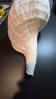 Largest Horse Conch Shell  Massive  18 5 X 10  