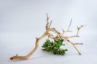 Manzanita Aquarium Driftwood For Aquarium Aquascaping  Reptiles  Home Decor 24 
