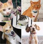 Cat Collar Bells  6pcs Fortune Cat Tiny Bells For Kittens Training Loud Bells   