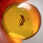 Fly Sphere 8mm Bead Burmese   Burmite Amber Fossil Bead   100  Genuine