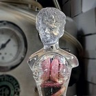 Translucent Female Torso  Human Anatomy Medical Model  Oddities  Curiosities