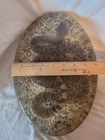 Real Diamondback Rattlesnake Vintage Resin Lucite Taxidermy