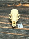 Real Grey Fox Unique Animal Mount Halloween Skull Art Craft Mountain Man Canine