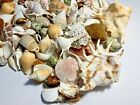 3 Lbs  Large Indo Seashells Sea Shells Best Price Free Ship  
