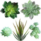 5 Pcs Assorted Artificial Succulents Plants Unpotted Small Green Cactus Echev   