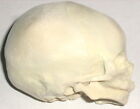 Infant New Born Baby Anatomical Skull Model Student Teacher Medical Anatomy New