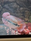 Kamfa F2 Flowerhorn Fish  7 Inches Long  