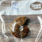 Polished Sutured Ammonite Fossil Whole