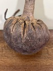 Antique African Primitive Old Gourd  Unknown Vessel With Stopper  9