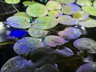 3 Aquarium Plant Combo   Guppy Grass  Java Moss  Frogbit Floater