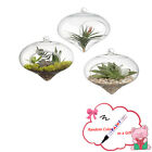 Round Globe Terrarium Air Plant Planter  Hanging Vase Glass Hanging Clear