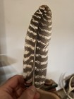 24 Eastern Wild Turkey Feathers  - Varying Sizes  12 Tail   12 Wing  J r