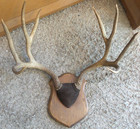 Vintage 8 Point Whitetail Deer Antlers Prof Mount Mancave Cabin Taxidermy