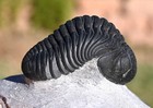 Trilobite Fossil  Pedinopariops  hypsipariops  Vagabundus  From Morocco  2