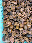 Wholesale Bulk Sale  50 Pcs Assorted Handcarved Boxwood Ojime Beads