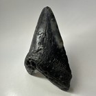 Megalodon Shark Tooth 5 14 Inch - Large - Black Fossil - Authentic Teeth 20050