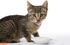 Hairball Remedy Plus Salmon Flavored Paste For Cats And Kittens  2 5 Ounce
