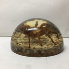 Vintage Tarantula Lucite Dome Paperweight - Acrylic - Taxidermy