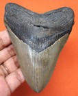 Megalodon Shark Tooth - Real Fossil Shark Teeth - 4 05    - Natural No Repairs