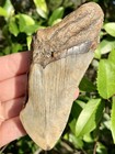 Natural Beautiful 4 06    Megalodon Tooth Fossil Shark Teeth