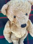 Rare Antique Bear  Adorably Shy Steiff  16  Teddy Circa   1910