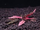 Cryptocoryne Pink Flamingo - Live Aquatic Plants - Freshwater Fish Tank Plant