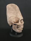 Real Human Skull - Peruvian Enlongated- Hyper Realistic Replica With Stand 