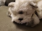 Avanti Baby Animals Applause White Gray Cat Kitten Plush Sleeping Lifelike Vtg