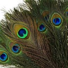 Beautiful Natural Peacock Feathers Eye Peacock Tail Feathers 10-12 Pack Of