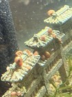 15  Orange red Ramshorn Snails Live Freshwater Aquarium