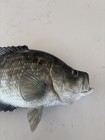 Black Crappie Mount Replica 15 Inch 2 8 Lbs Two Sides Painted