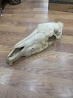 Jvsk300 Real Horse 22  Skull