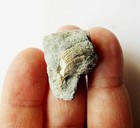Mediterranean Pine Needle Leaf Fossil