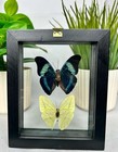 Real Butterflies 2  In Black Frame Double Glass A  Grade Specimen