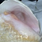 Large Pink Interior Conch Shell Beach Seashell Nautical Ocean Sea 8in