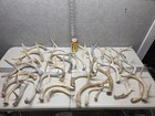 Bulk Lot  9 2lb Wild Cgrade Whitetail Deer Antler Shed Cuts Horn Decor Weathered