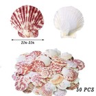 50pcs Natural Scallop Seashells Beach Decor Shells For Crafts Wedding Party