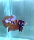 Betta Nemo Koi Male Multi Live Fish Usa High Quality  309
