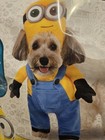 Minion Bob Small Dog Costume New