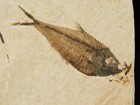 Super Fine Bones  Diplomystus Fry Fish Fossil From Fossil Lake Wyoming 112gr