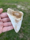 4 18    High Grade Orange Lightning Sharp Megalodon Fossil Shark Tooth Summerville