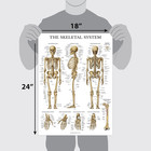 16 Pack - Anatomical Posters - Laminated - Muscular  Skeletal  Digestive  Respir