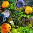 Premium Krill Flake Food   - Top Shelf - Perfect For Tropical Freshwater Fish   