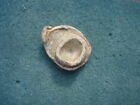 Civil War Relic Direct Hit Bullseye Mushroomed Bullet Chattanooga  Tennessee